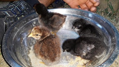 pulcini Rosita3.jpg (113.6 KiB) Osservato 844 volte pulcini Rosita3.jpg