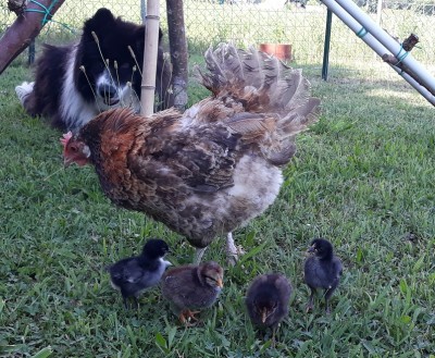 pulcini rosita2.jpg (334.66 KiB) Osservato 844 volte pulcini rosita2.jpg