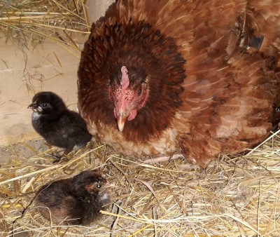 pulcini ramona.jpg (366.27 KiB) Osservato 844 volte pulcini ramona.jpg