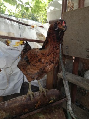 IMG_20191103_093739.jpg (98.66 KiB) Osservato 770 volte IMG_20191103_093739.jpg