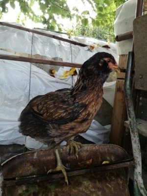 IMG_20191103_093629_1.jpg (109.26 KiB) Osservato 770 volte IMG_20191103_093629_1.jpg