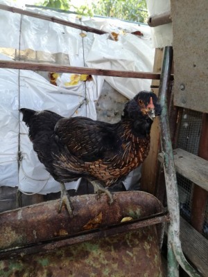 IMG_20191103_093459.jpg (111.69 KiB) Osservato 786 volte IMG_20191103_093459.jpg