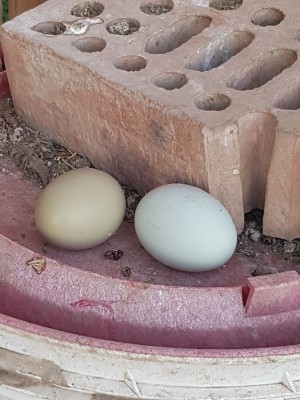 _IMG_000000_000000.jpg (87.67 KiB) Osservato 731 volte _IMG_000000_000000.jpg