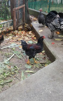 IMG_20191117_102320.jpg (146.91 KiB) Osservato 688 volte IMG_20191117_102320.jpg