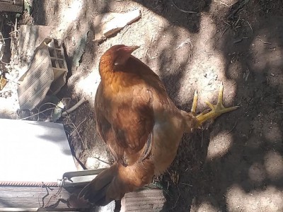 20200901_120255.jpg (155.79 KiB) Osservato 1091 volte 20200901_120255.jpg