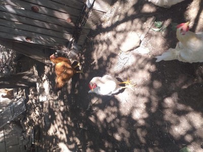 20200901_120306.jpg (159.21 KiB) Osservato 1091 volte 20200901_120306.jpg