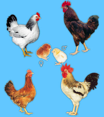 d192.jpg_buryy.jpg d192.jpg_buryy.jpg