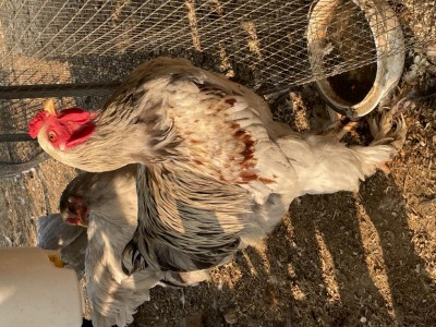 Questo è il gallo in questione / IMG_0766.jpeg IMG_0766.jpeg