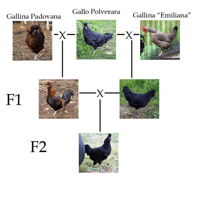 F1F2.jpg (108.84 KiB) Osservato 5792 volte F1F2.jpg