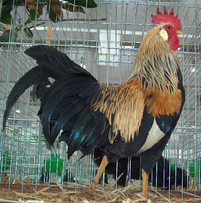 Questo è un gallo collo arancio / Livorno collo arancio.jpg Livorno collo arancio.jpg