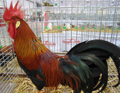 Questo è un gallo collo oro / livorno collo oro.jpg livorno collo oro.jpg