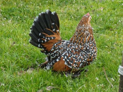 377042575.jpg (126.94 KiB) Osservato 3168 volte 377042575.jpg