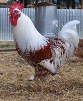 9143_471780616197272_113730424_n.jpg (224.15 KiB) Osservato 1036 volte 9143_471780616197272_113730424_n.jpg