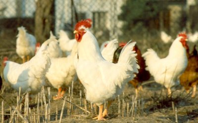 White America.jpg (50.26 KiB) Osservato 1374 volte White America.jpg