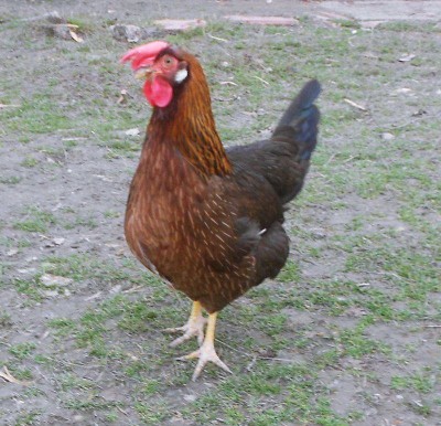 226674_456198181152477_173778151_n.jpg (117.39 KiB) Osservato 630 volte 226674_456198181152477_173778151_n.jpg