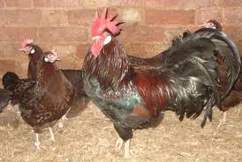 imagesV7BJ0224.jpg imagesV7BJ0224.jpg