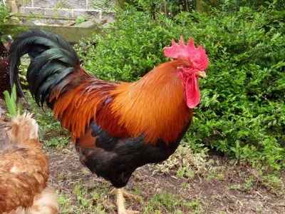 84bdd23d_84953_sdc10235.jpg (189.35 KiB) Osservato 739 volte 84bdd23d_84953_sdc10235.jpg