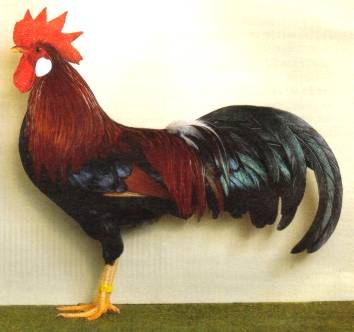 zwerg_italiener_rebhuhnfarbig10.jpg zwerg_italiener_rebhuhnfarbig10.jpg