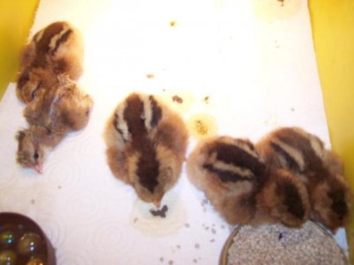 image.jpg (45.59 KiB) Osservato 666 volte image.jpg