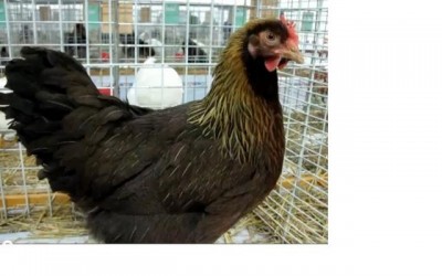 image.jpg (60.58 KiB) Osservato 692 volte image.jpg