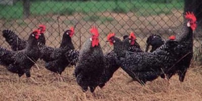 LIVORNO BARRATO / xLivBarrata.jpg xLivBarrata.jpg