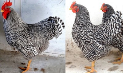 AMROCK / amrock_otras.jpg amrock_otras.jpg