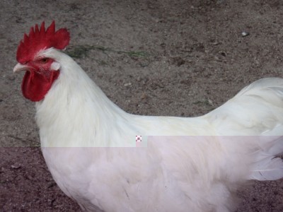 090 (800x600) (640x480).jpg (169.66 KiB) Osservato 1185 volte 090 (800x600) (640x480).jpg