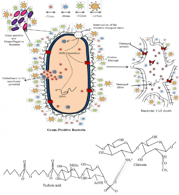 Cartoon-illustrating-antimicrobial-potential-of-Chitosan-nanoparticles-on-S-aureus.png (298.05 KiB) Osservato 1000 volte Cartoon-illustrating-antimicrobial-potential-of-Chitosan-nanoparticles-on-S-aureus.png