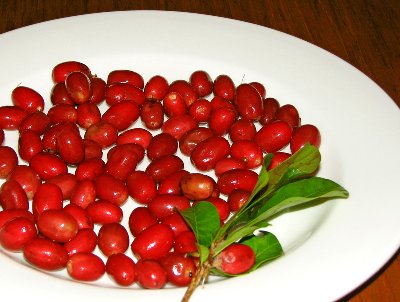 miracle_fruit_by_abi.jpg (208.16 KiB) Osservato 1976 volte miracle_fruit_by_abi.jpg