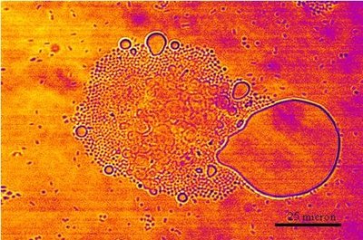 A_venetianus_gasolio.jpg (96.95 KiB) Osservato 1345 volte A_venetianus_gasolio.jpg