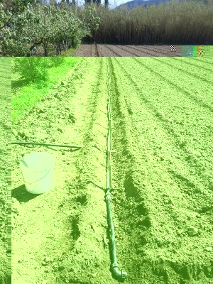 stesura tubo irrigazione orto 2015.jpg (332.41 KiB) Osservato 907 volte stesura tubo irrigazione orto 2015.jpg