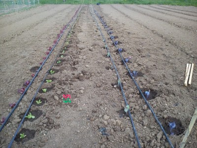 image_4_730219450_53149.jpg.jpg (187.75 KiB) Osservato 795 volte image_4_730219450_53149.jpg.jpg