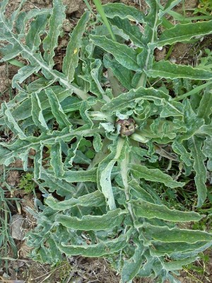 image_4_730328073_141655.jpg.jpg (215.31 KiB) Osservato 795 volte image_4_730328073_141655.jpg.jpg