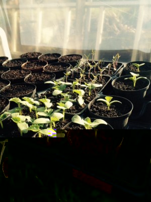 FullSizeRender (2).jpg (141.37 KiB) Osservato 772 volte FullSizeRender (2).jpg