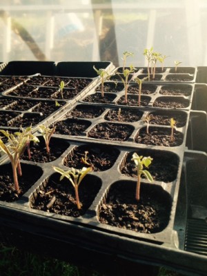 FullSizeRender (3).jpg (143.07 KiB) Osservato 772 volte FullSizeRender (3).jpg