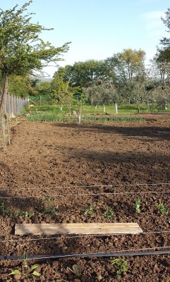 20150422_175116.jpg (296.93 KiB) Osservato 1147 volte 20150422_175116.jpg