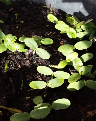 20150422_175309.jpg (152.3 KiB) Osservato 1145 volte 20150422_175309.jpg