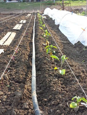 20150422_175129.jpg (354.09 KiB) Osservato 1145 volte 20150422_175129.jpg