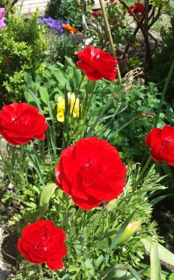 1.jpg (237.21 KiB) Osservato 1131 volte 1.jpg