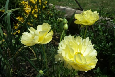 2.jpg (158.33 KiB) Osservato 1131 volte 2.jpg