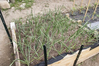 DSC02327.jpg (194.87 KiB) Osservato 555 volte DSC02327.jpg