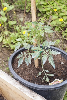 DSC02335.jpg (138.75 KiB) Osservato 555 volte DSC02335.jpg