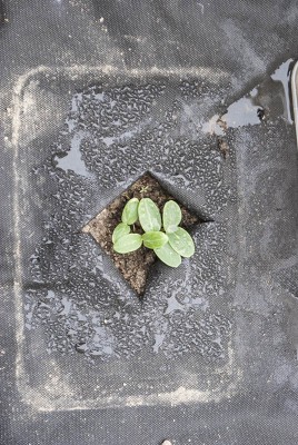 DSC02337.jpg (164.42 KiB) Osservato 555 volte DSC02337.jpg