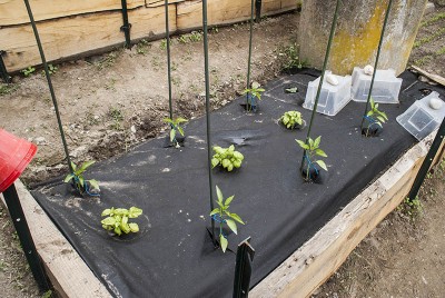 DSC02339.jpg (150.34 KiB) Osservato 555 volte DSC02339.jpg