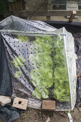 DSC02342.jpg (153.56 KiB) Osservato 553 volte DSC02342.jpg