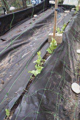 DSC02343.jpg (154.58 KiB) Osservato 553 volte DSC02343.jpg