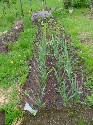 aglio2015.JPG (297.85 KiB) Osservato 538 volte aglio2015.JPG