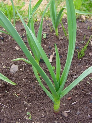 aglio2015partciolare.JPG (229.44 KiB) Osservato 538 volte aglio2015partciolare.JPG