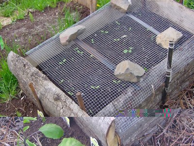 bardana2015.JPG (321.02 KiB) Osservato 538 volte bardana2015.JPG