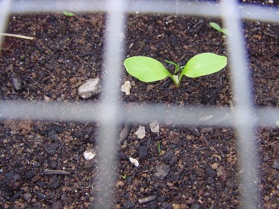 bardanagermoglio.JPG (239.32 KiB) Osservato 538 volte bardanagermoglio.JPG